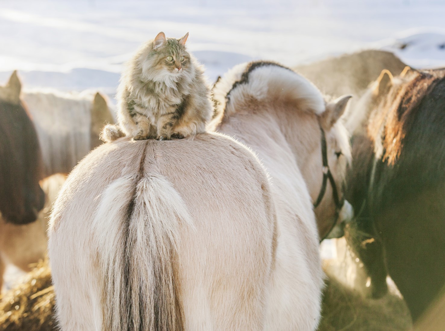 Katt på hesteryggen
